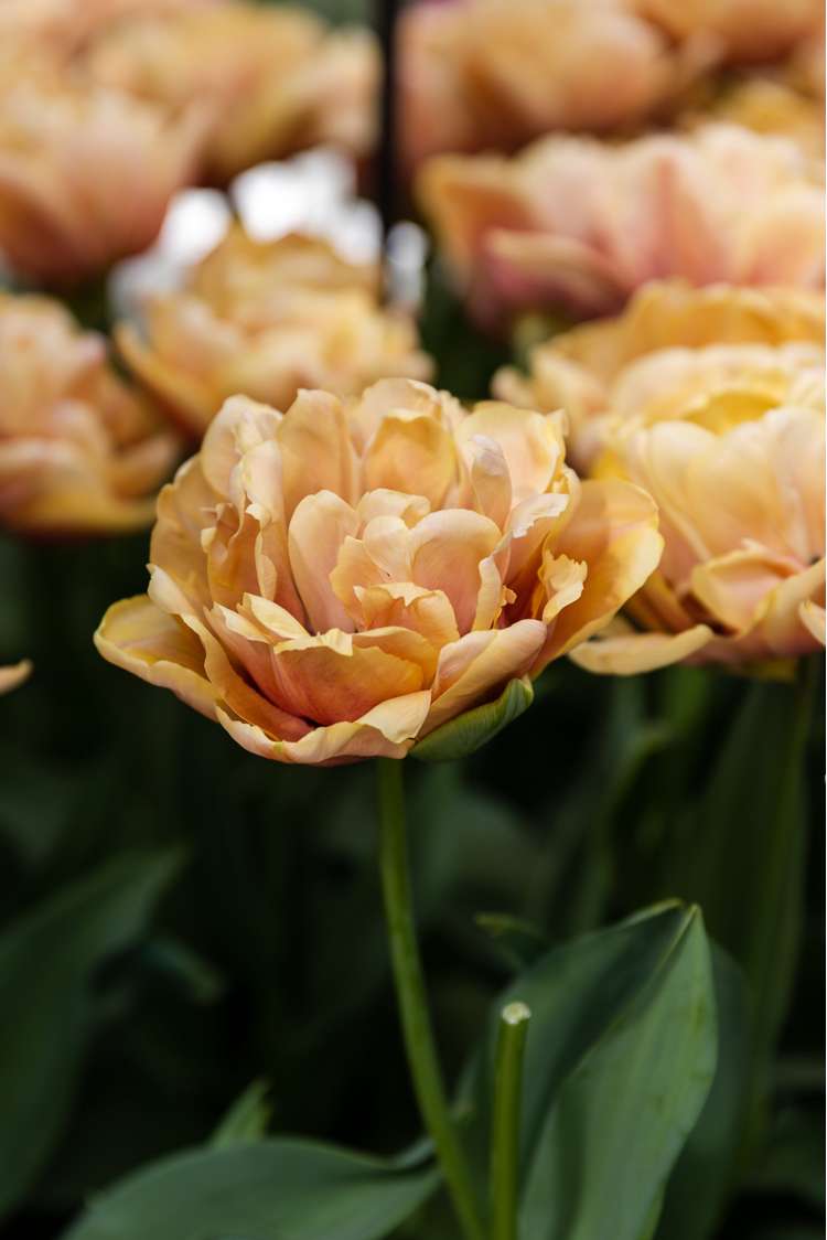 Tulpe 'La Belle Époque'